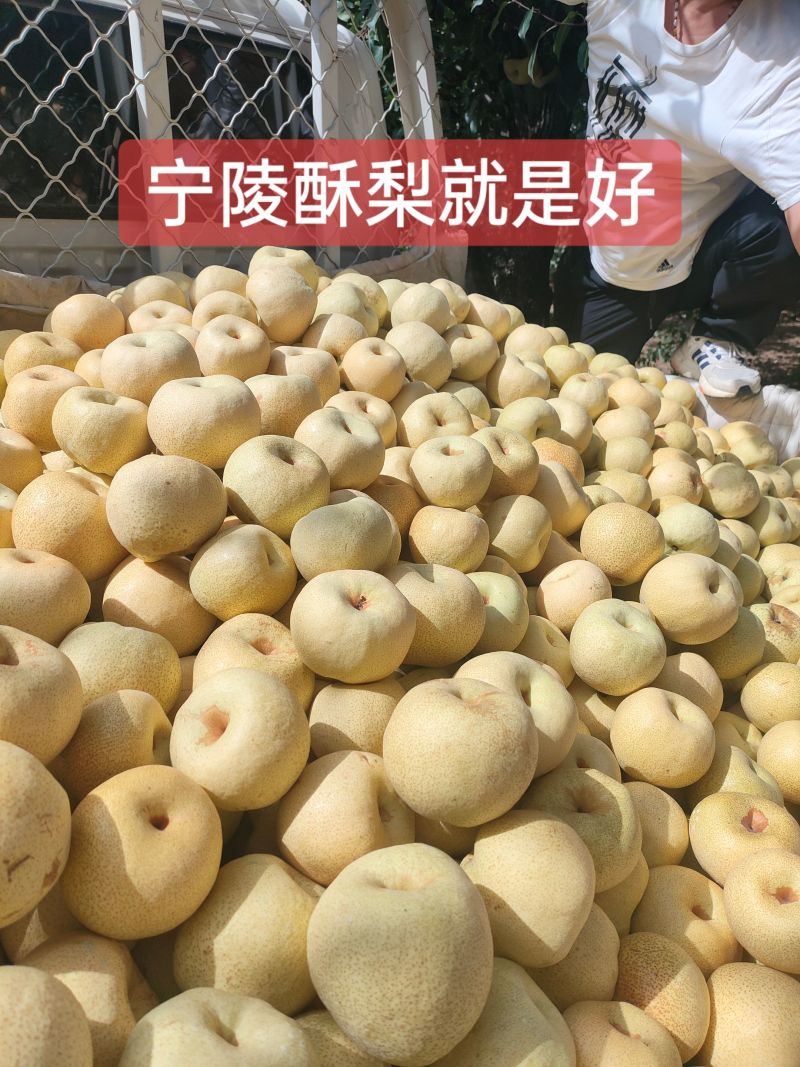 宁陵酥梨产区开园货源充足果园现摘现发