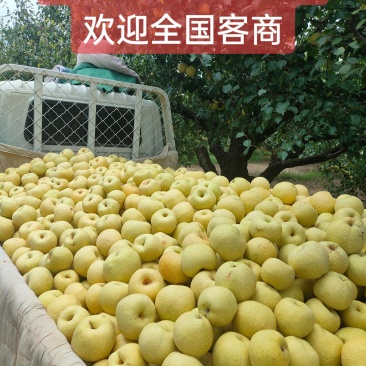 宁陵酥梨开园货源充足成熟度高果园现摘现发0.75起