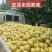 宁陵酥梨开园货源充足成熟度高果园现摘现发0.75起