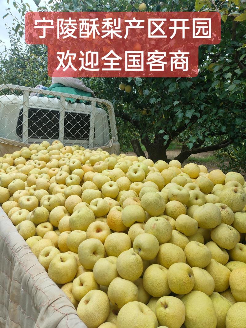 宁陵酥梨开园货源充足成熟度高果园现摘现发0.75起