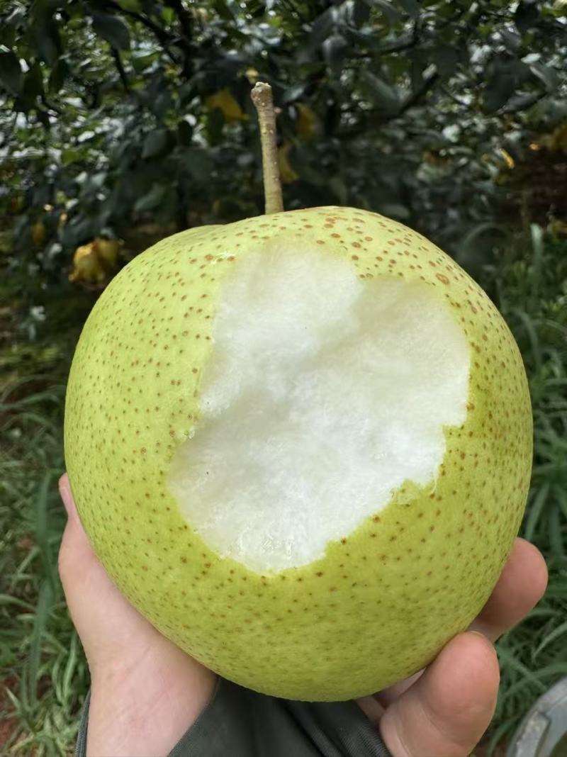 云南雪花梨