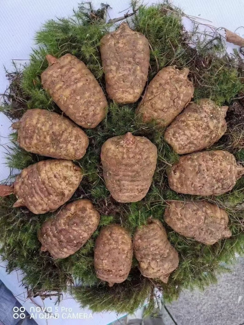天麻