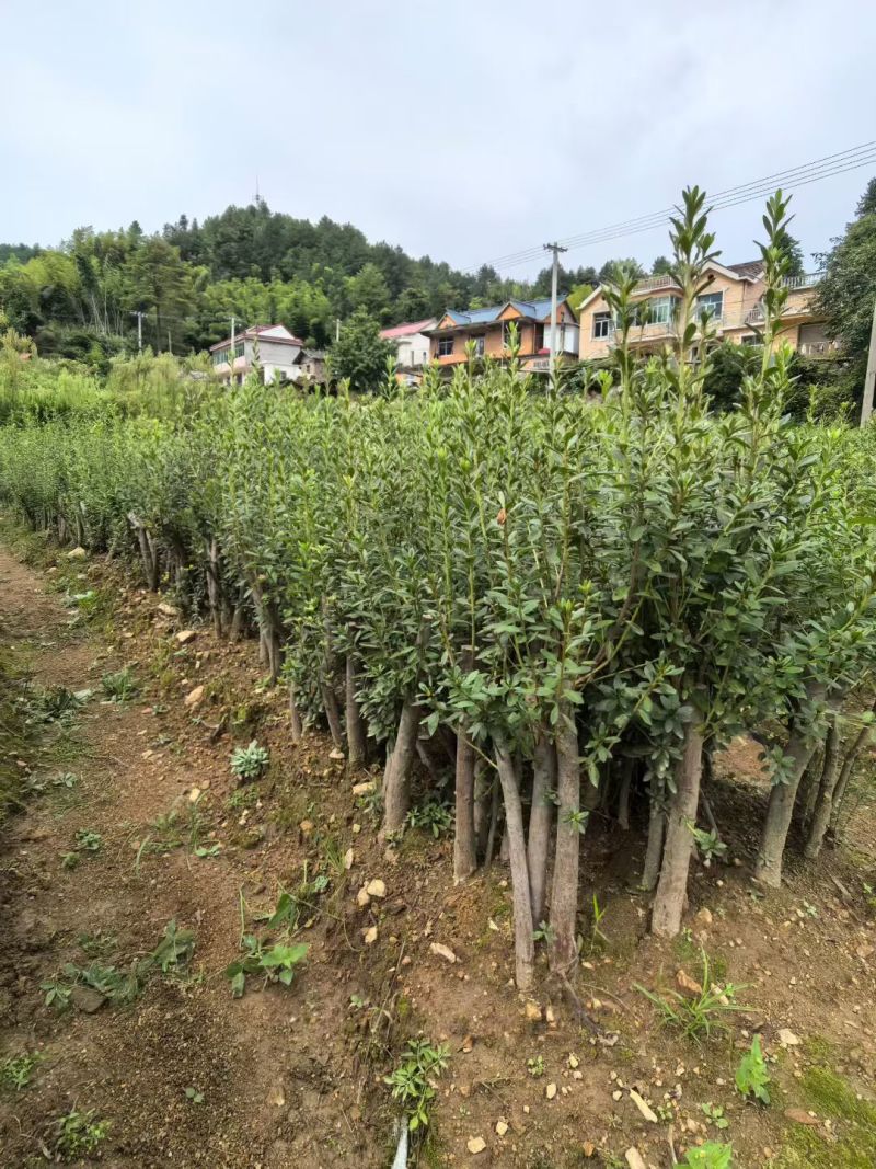映山红占地苗