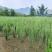 映山红占地苗