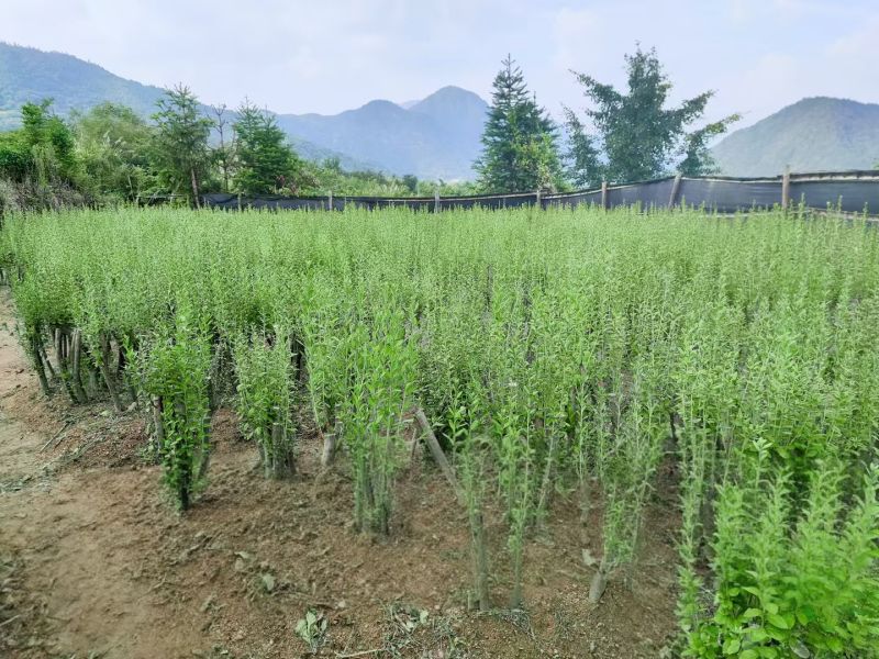 映山红占地苗
