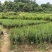 映山红占地苗