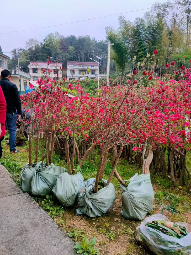 映山红占地苗