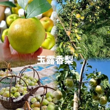 玉露香梨
