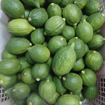 广东香水柠檬一级果