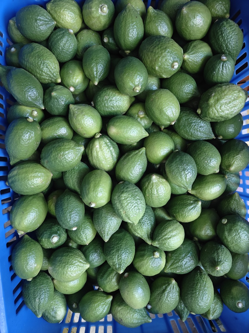 广东香水柠檬一级果
