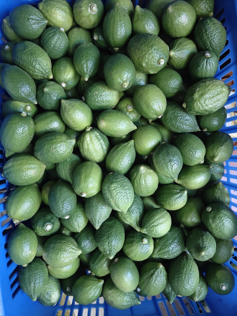 广东香水柠檬一级果