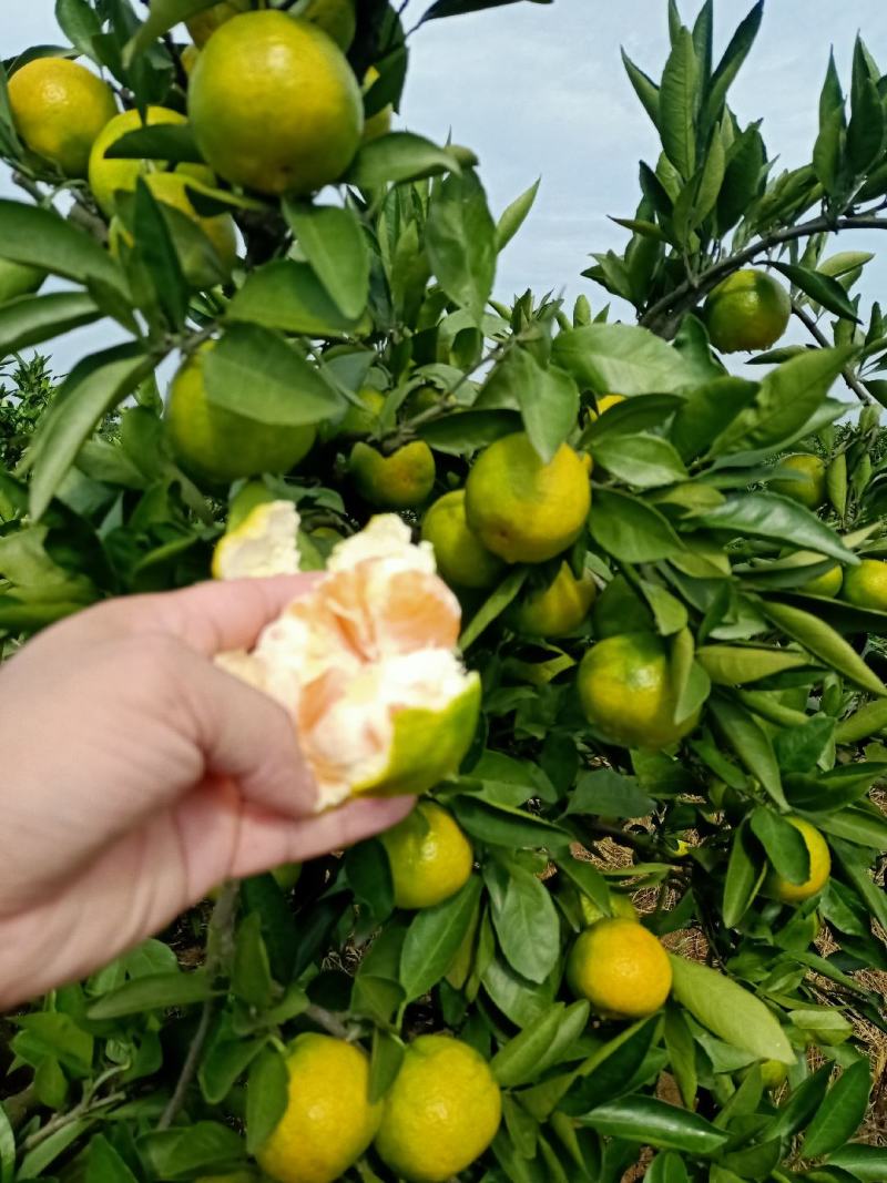 湖北宜昌蜜桔