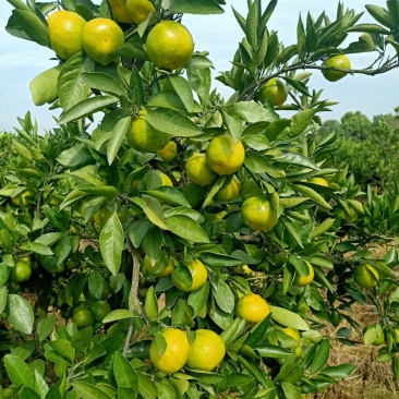 湖北宜昌蜜桔