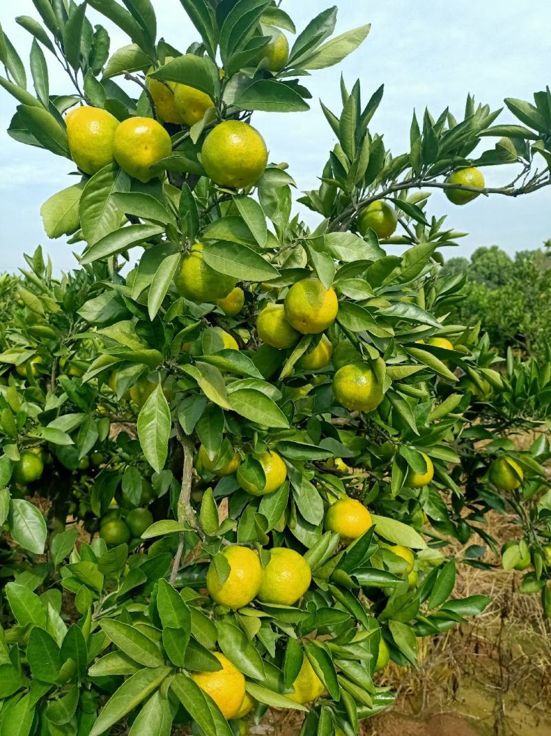 湖北宜昌蜜桔