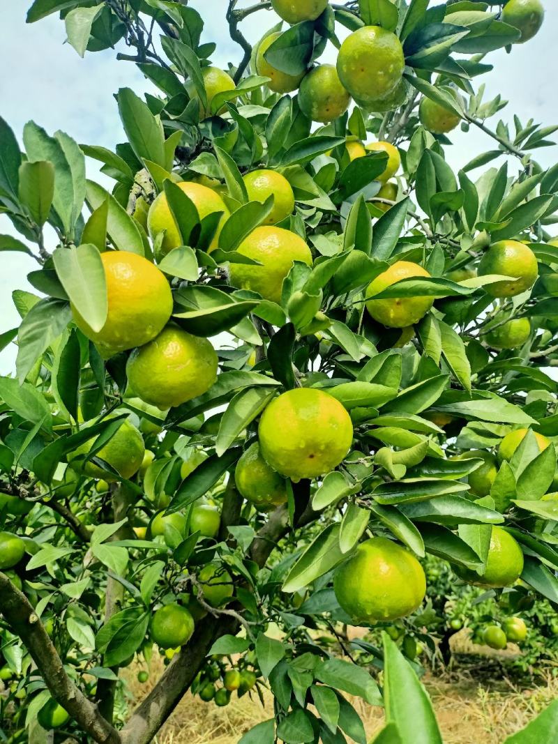 湖北宜昌蜜桔