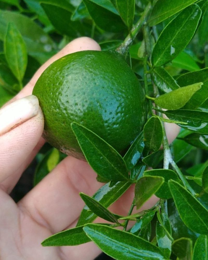 小青柑