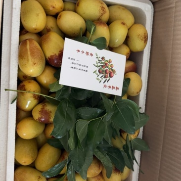 黄骅孔店冬枣