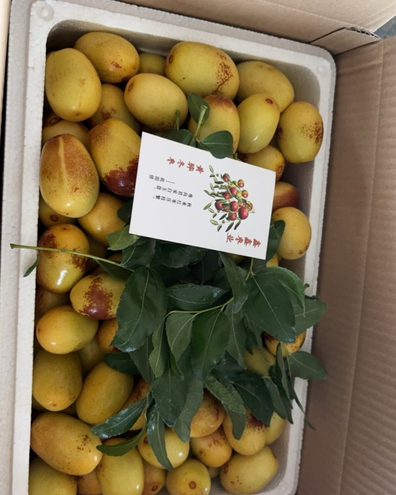 黄骅孔店冬枣