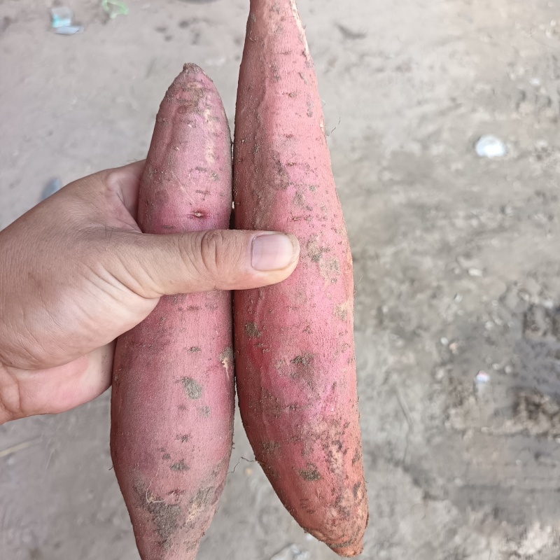 精品西瓜红蜜薯，软糯香甜，品质保证，代发全国，