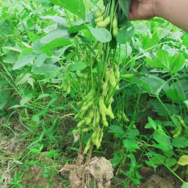 大青豆，毛豆，量大