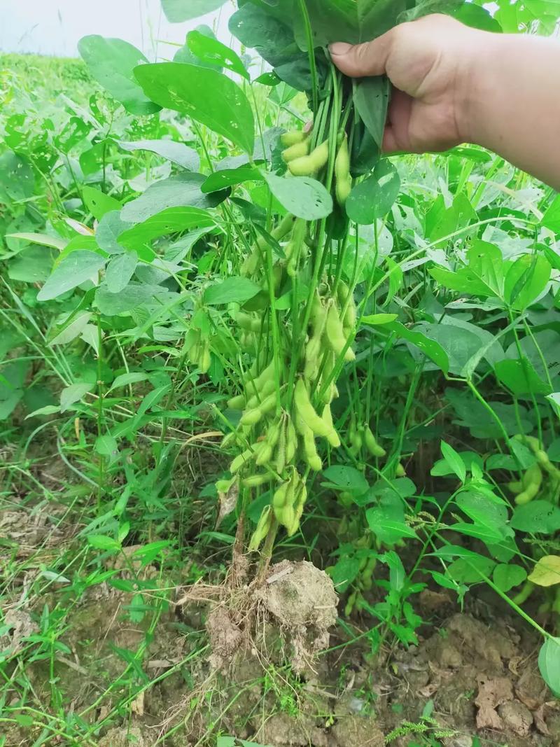 大青豆，毛豆，量大