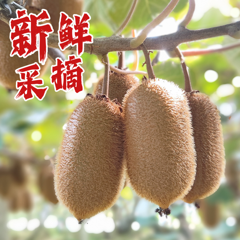 贵州修文贵长猕猴桃绿心翡翠奇异果大中小果批发零售