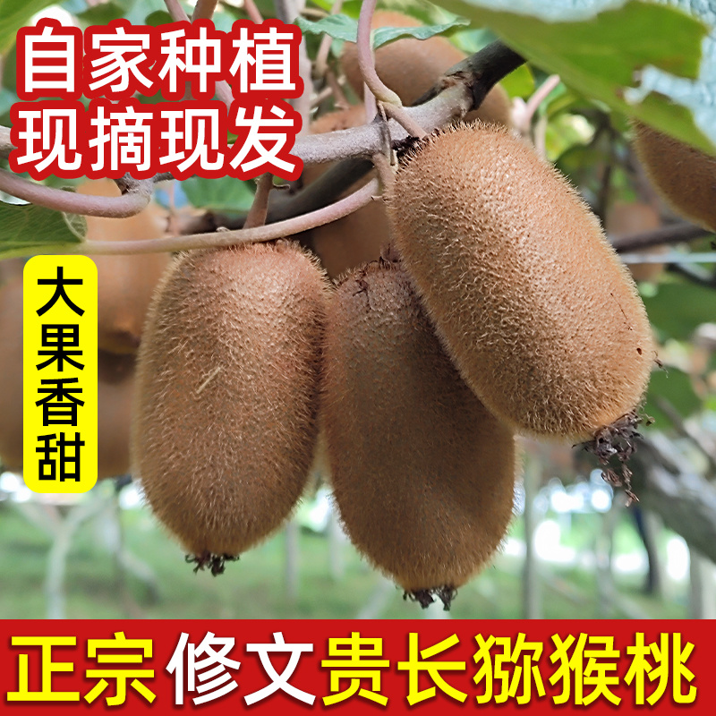 贵州修文贵长猕猴桃绿心翡翠奇异果大中小果批发零售