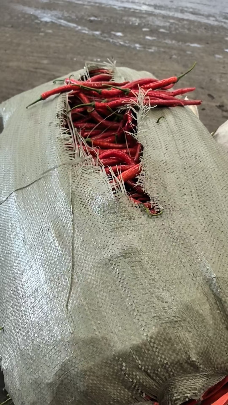 红色二荆条