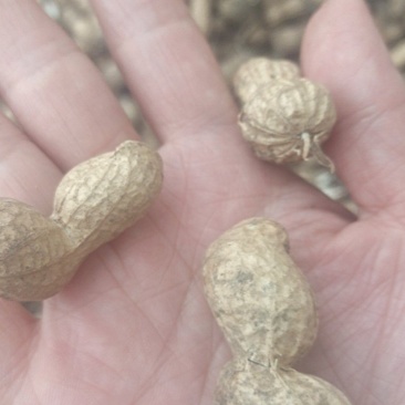 十亩地春花生干果