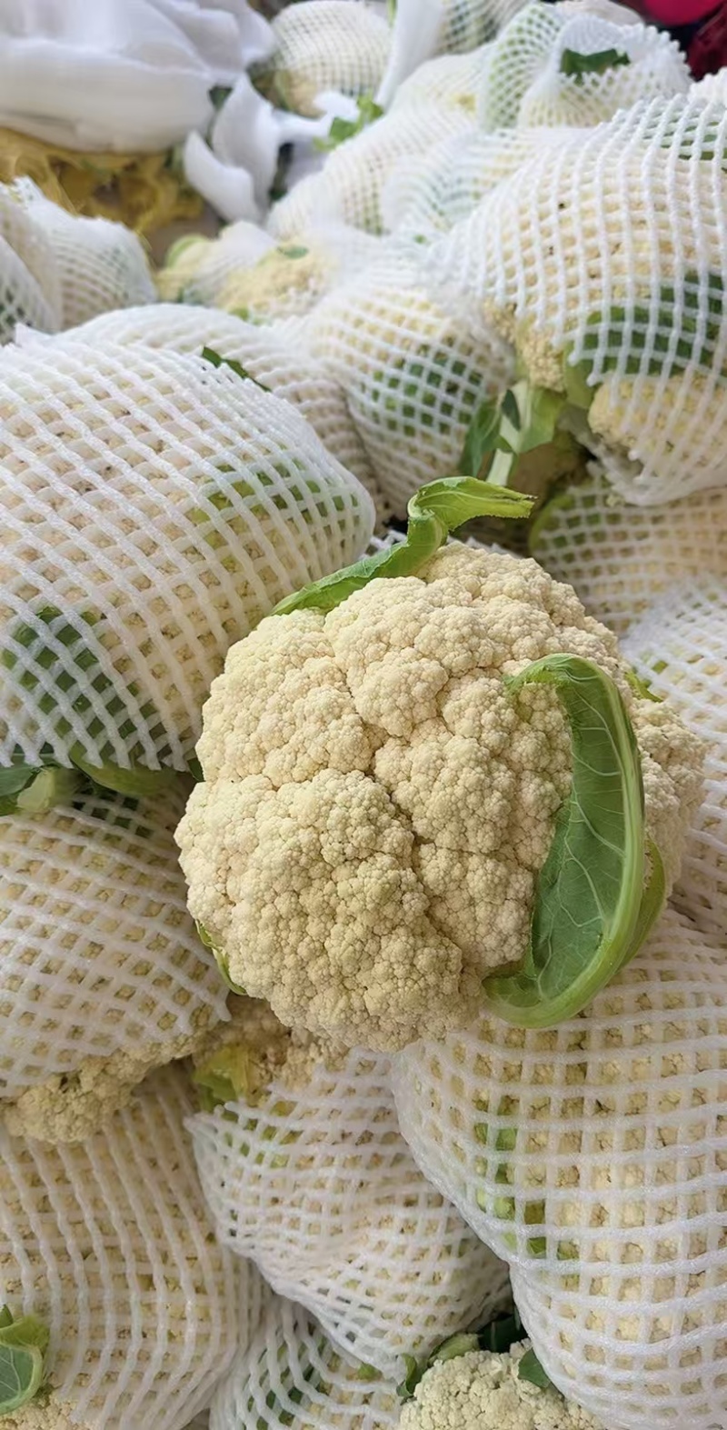 松花菜小米粒个头不大
