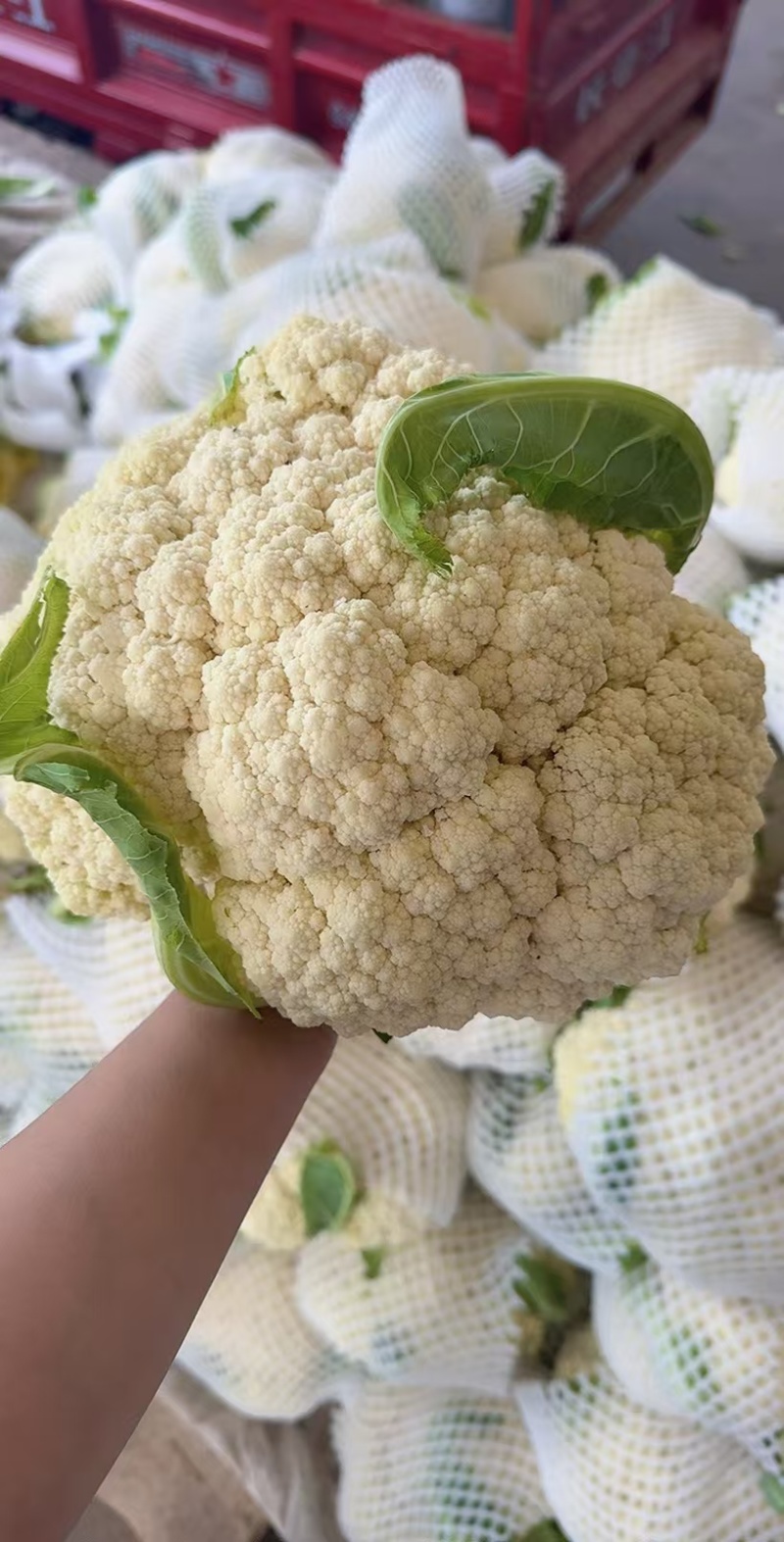 松花菜小米粒个头不大