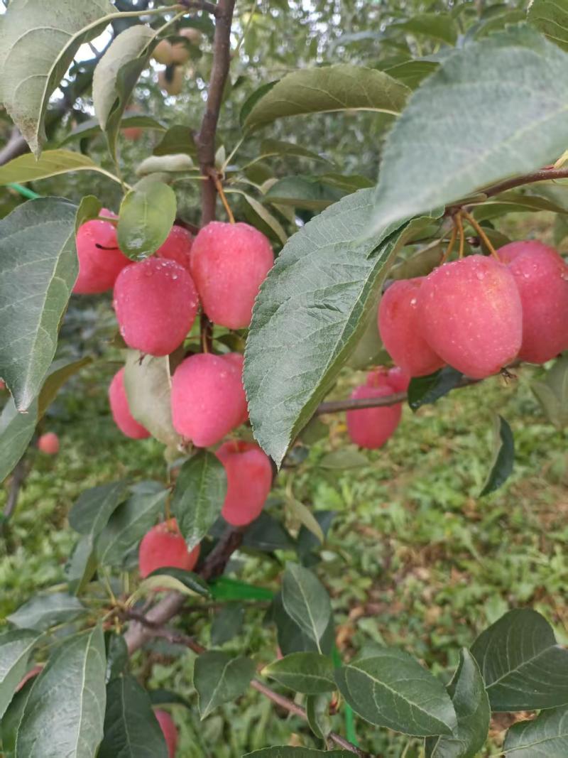鸡心果