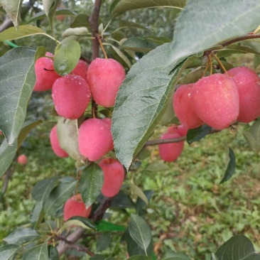 鸡心果
