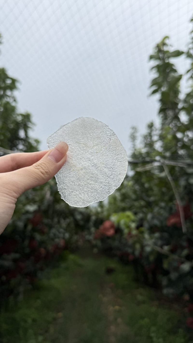 秋月梨木栓少糖度高个头大