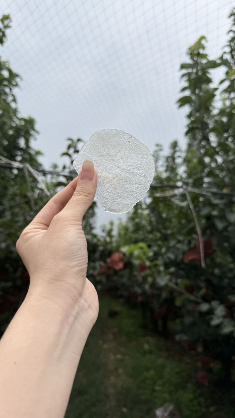 秋月梨木栓少糖度高个头大