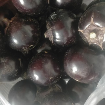 山东紫光茄子
