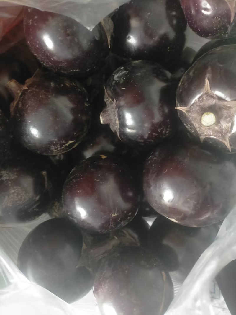 山东紫光茄子