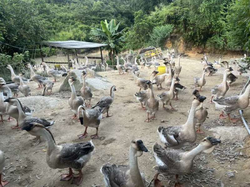 潮汕现杀狮头鹅，