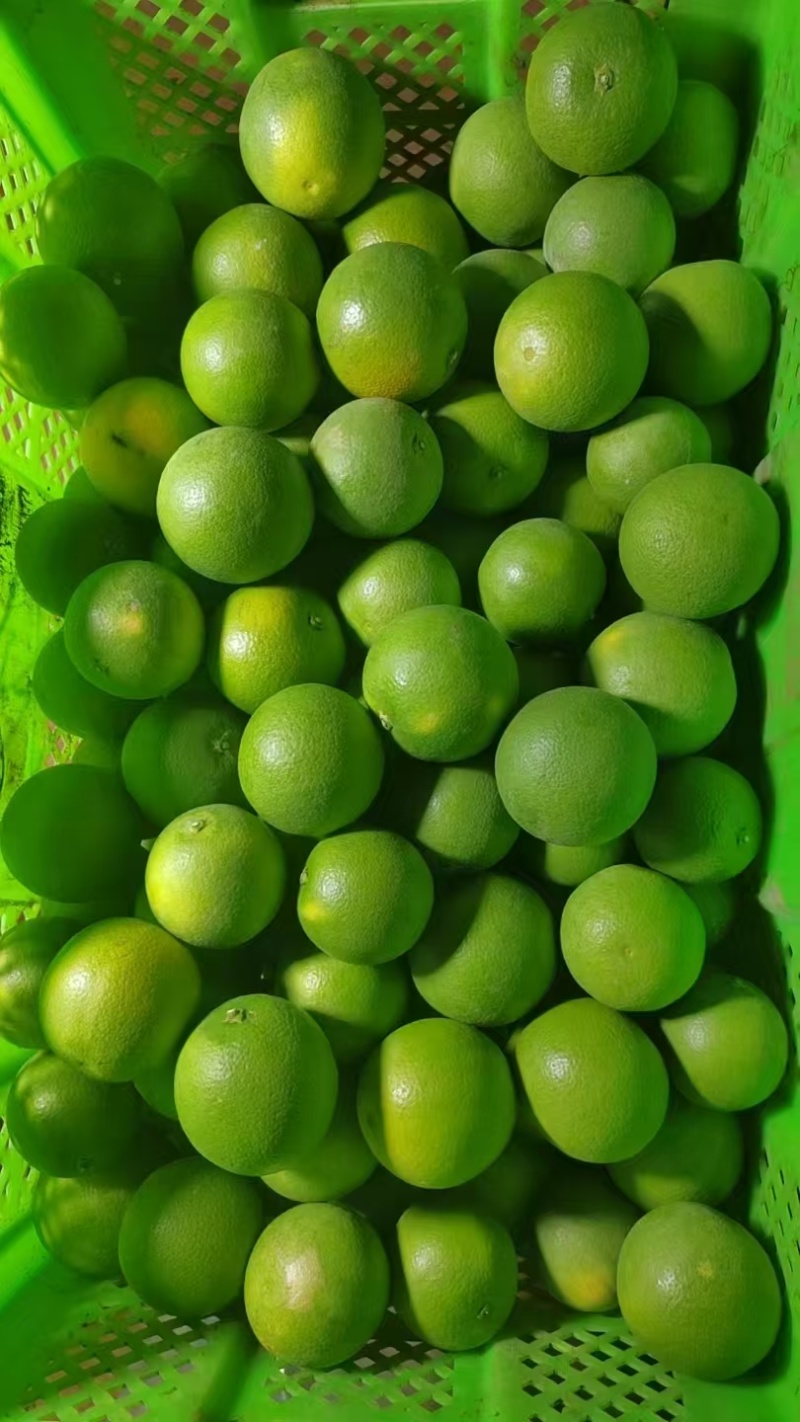 冰糖橙