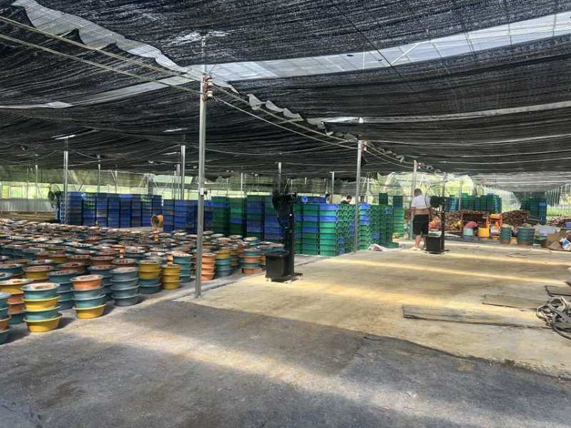 广东竹虫养殖基地，面向全国供应竹虫，活动体竹虫都可以
