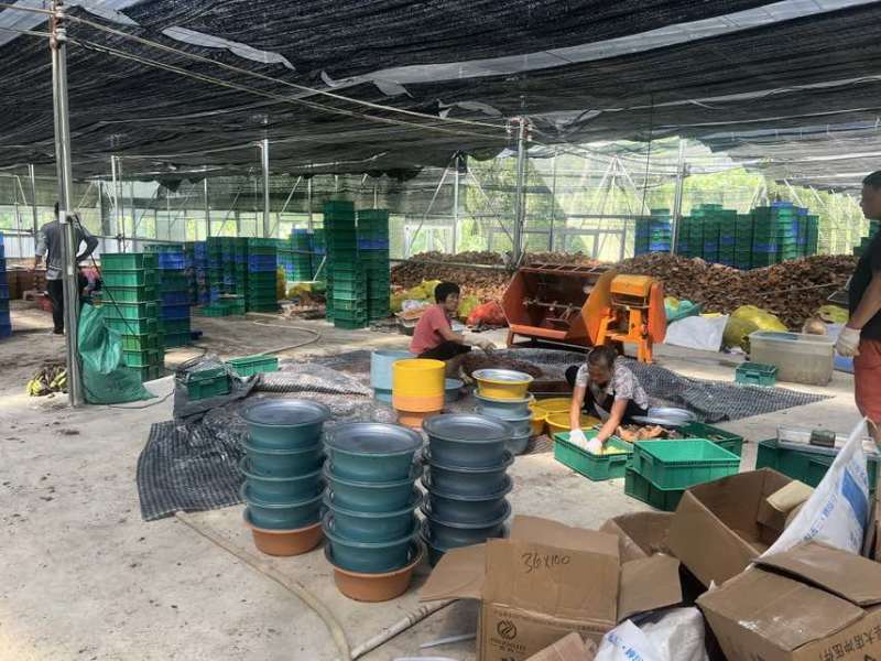 广东竹虫养殖基地，面向全国供应竹虫，活动体竹虫都可以