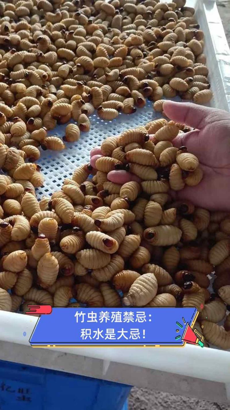 广东竹虫养殖基地，面向全国供应竹虫，活动体竹虫都可以