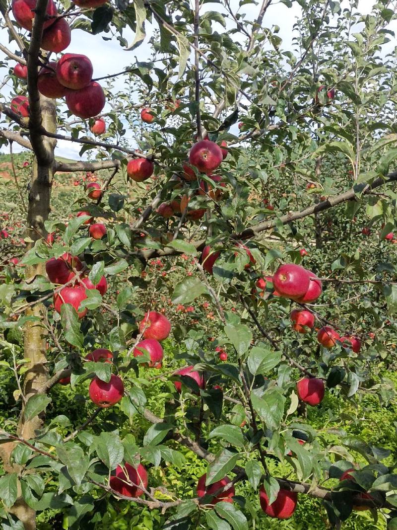 昭通红露苹果