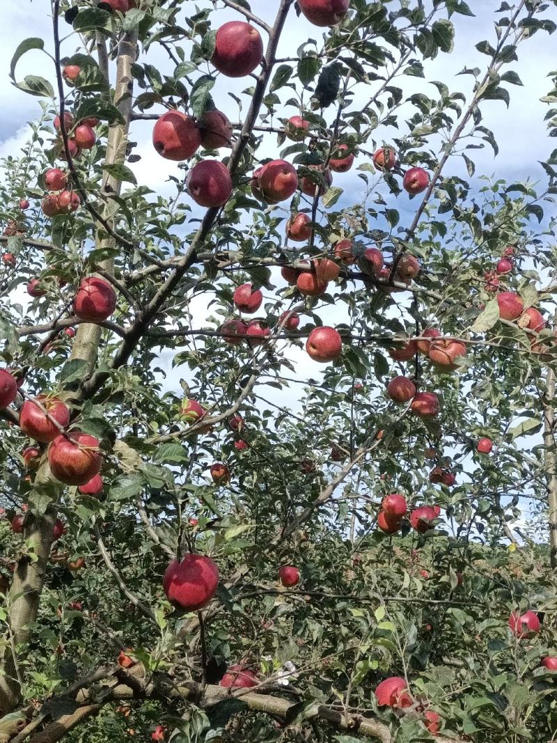 昭通红露苹果