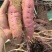 大连地区烟薯25原种薯