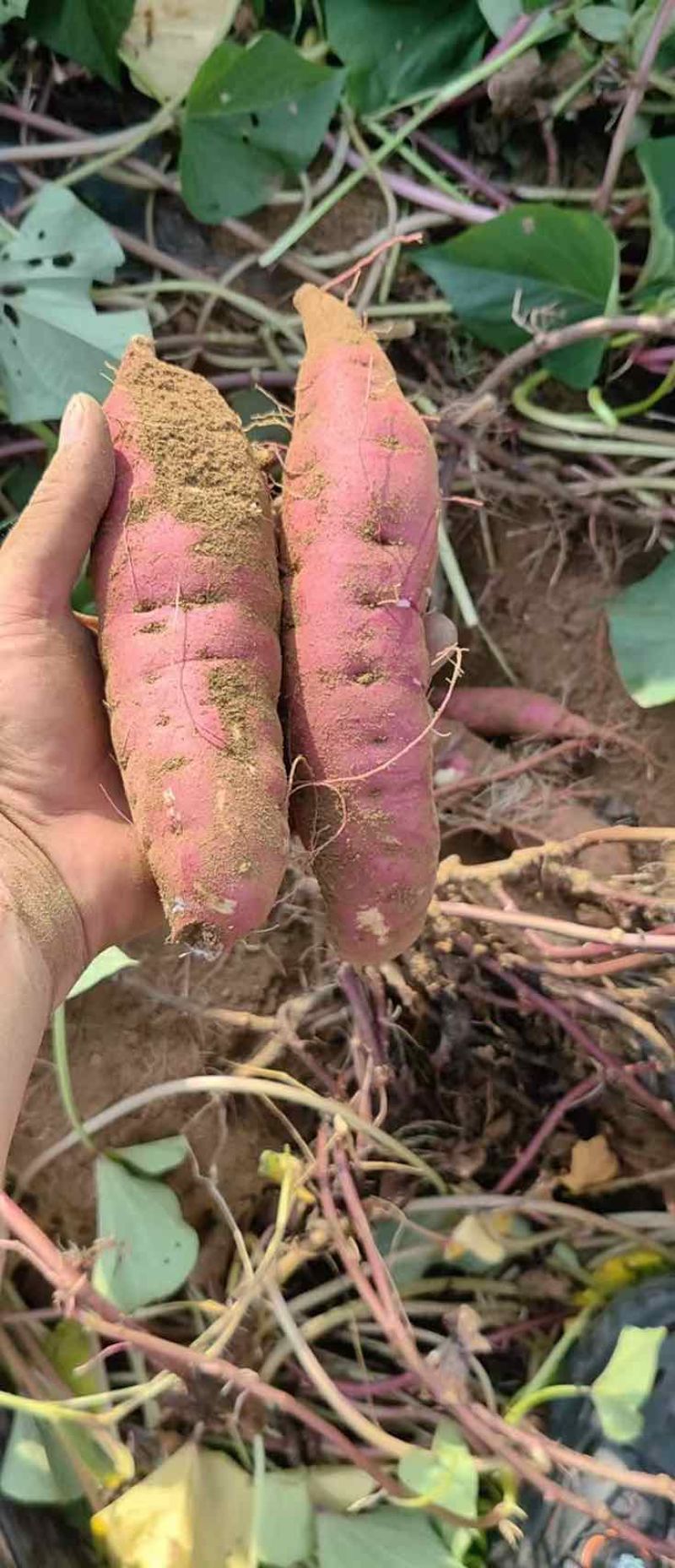 大连地区烟薯25原种薯