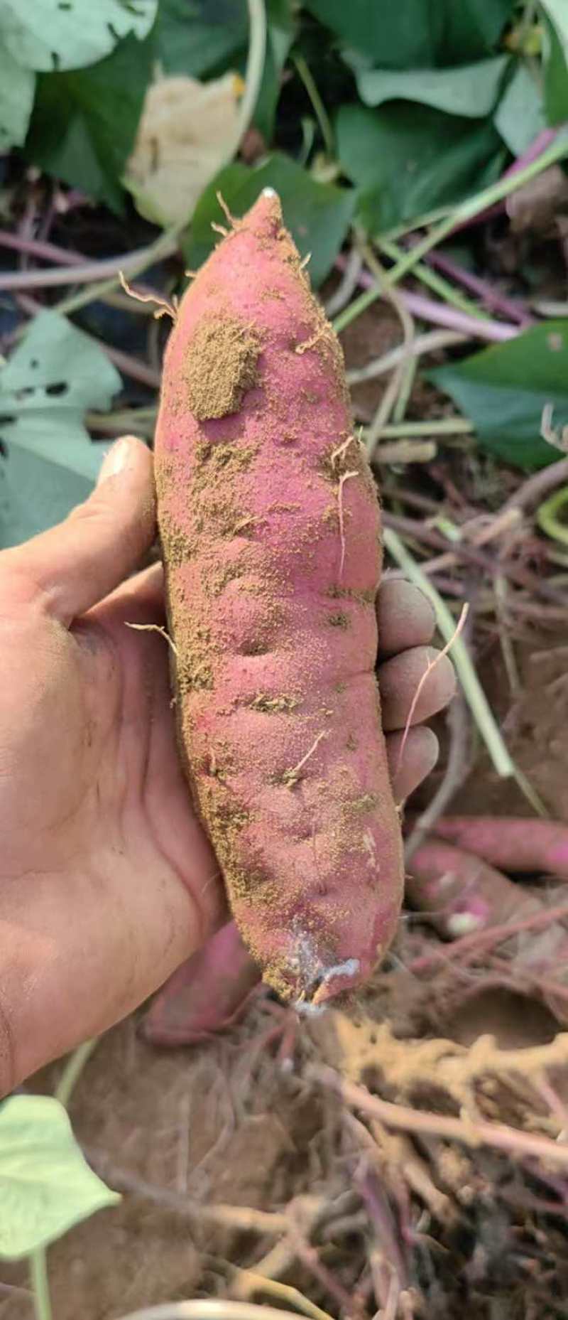 大连地区烟薯25原种薯