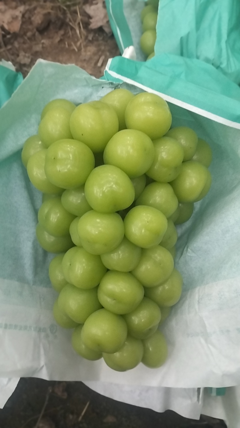 阳光玫瑰