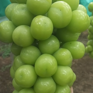 阳光玫瑰