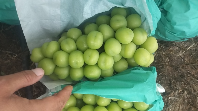 阳光玫瑰